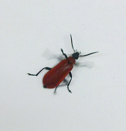 Coleottero da identificare